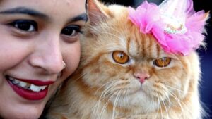 Read more about the article Οι γάτες μπορούν να καταλάβουν εάν τους «μιλάει» το «αφεντικό» τους ή άλλος