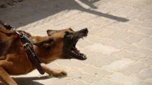 Read more about the article Αναστάτωση στο Χαλάνδρι – Σκύλος επιτέθηκε και κατασπάραξε γυναίκα στη μέση του δρόμου