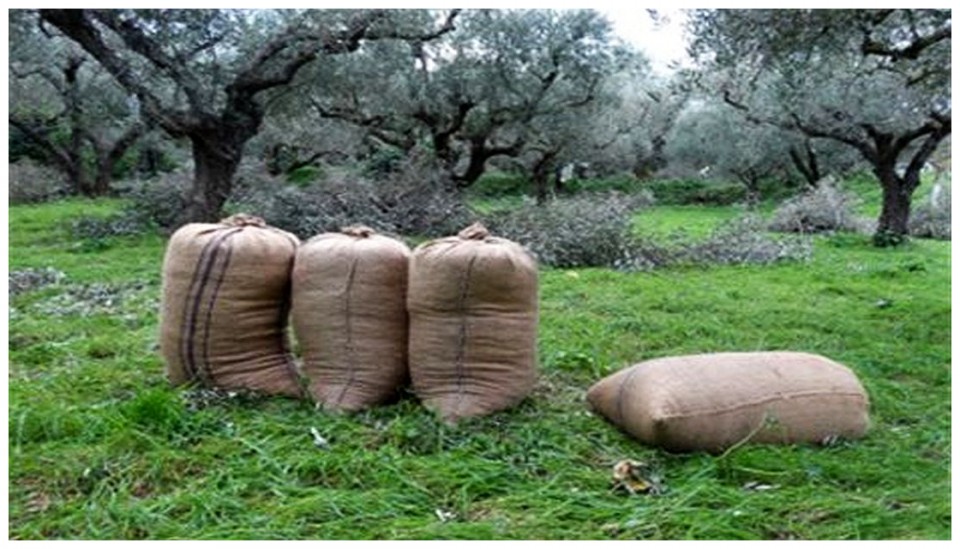 You are currently viewing Σπείρα έκλεβε σακιά με ελιές στην περιοχή των Γαργαλιάνων