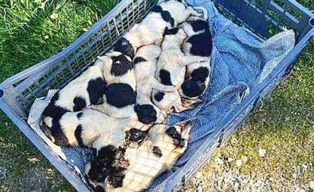 Read more about the article Κτηνωδία έξω από τη Σπάρτη – Άφησαν οκτώ κουτάβια να πεθάνουν από το κρύο