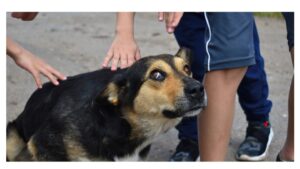 Read more about the article Φιλιατρά: Κρέμασε τον σκύλο σε δέντρο και χόρευε γύρω του μετά τον θάνατό του (video)