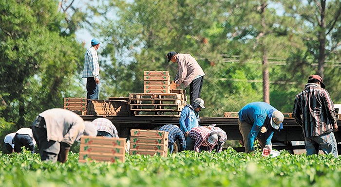 Read more about the article Γαργαλιάνοι: Συμπλοκή μεταξύ αγροτών και αλλοδαπών για τα μεροκάματα