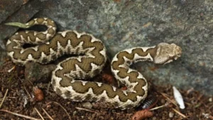 Read more about the article Φίδι επιτίθεται σε περαστικό άνδρα μέσα σε πόλη (Video)