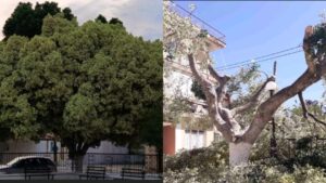 Read more about the article Φιλιατρά: Καταγγελία στον δήμαρχο για κλάδεμα σε δέντρο