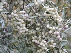 Read more about the article Λευκές ελιές: Μια σπάνια ποικιλία ελιάς με καταγωγή από τα αρχαία χρόνια