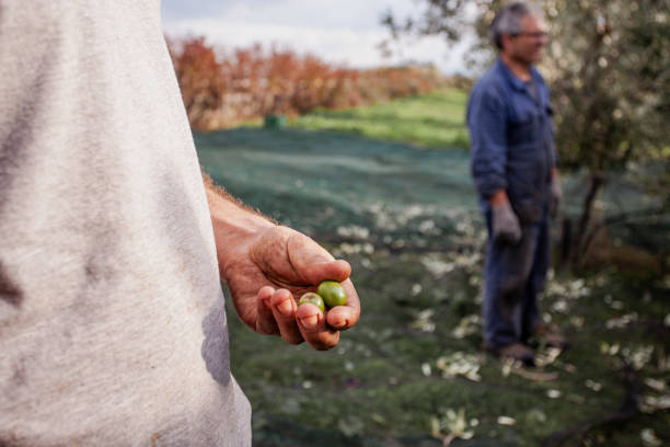 Read more about the article Ελαιόλαδο: Αν πέσει η τιμή στο λάδι θα δεχτείτε μείωση μεροκάματου;