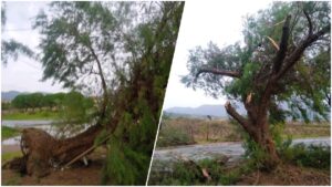 Read more about the article Καλό Νερό: Ανεμοστρόβιλος ξερίζωσε μέχρι και δέντρα