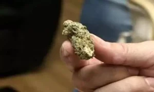 Read more about the article Τρεις διαφορετικές σύλληψης στη Μεσσηνία για κάνναβη