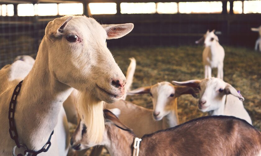 Read more about the article Ρόδος: Έκοψαν τις ελιές του προέδρου της Κοινότητας επειδή τους πήρε τις κατσίκες