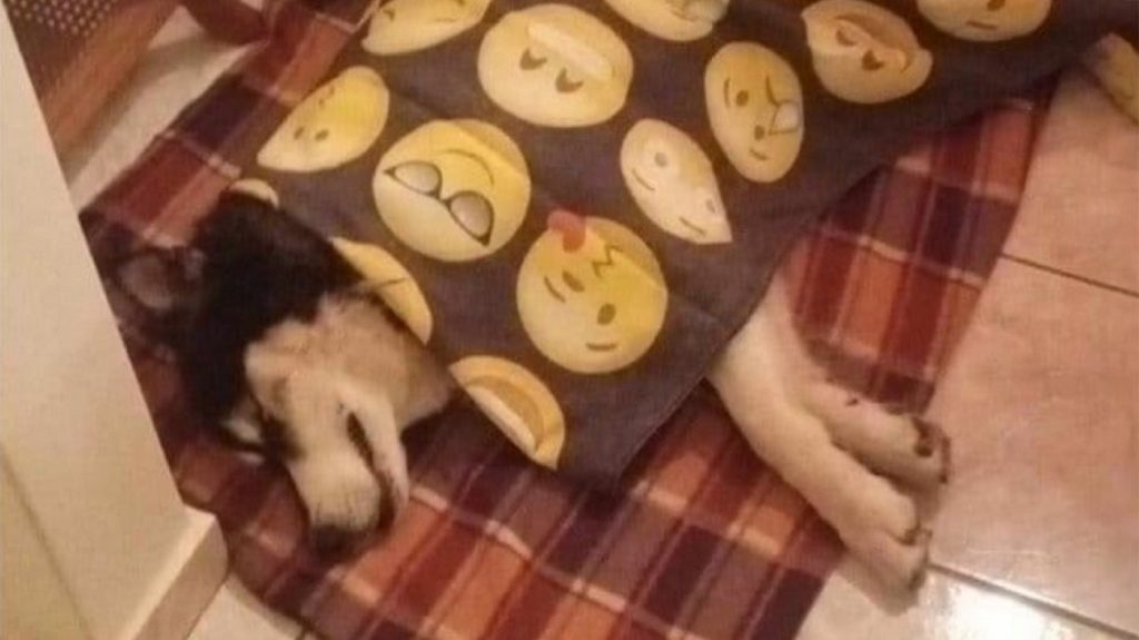 You are currently viewing Ανατροπή στην Αράχωβα: Θύμα αγέλης σκύλων ο Όλιβερ