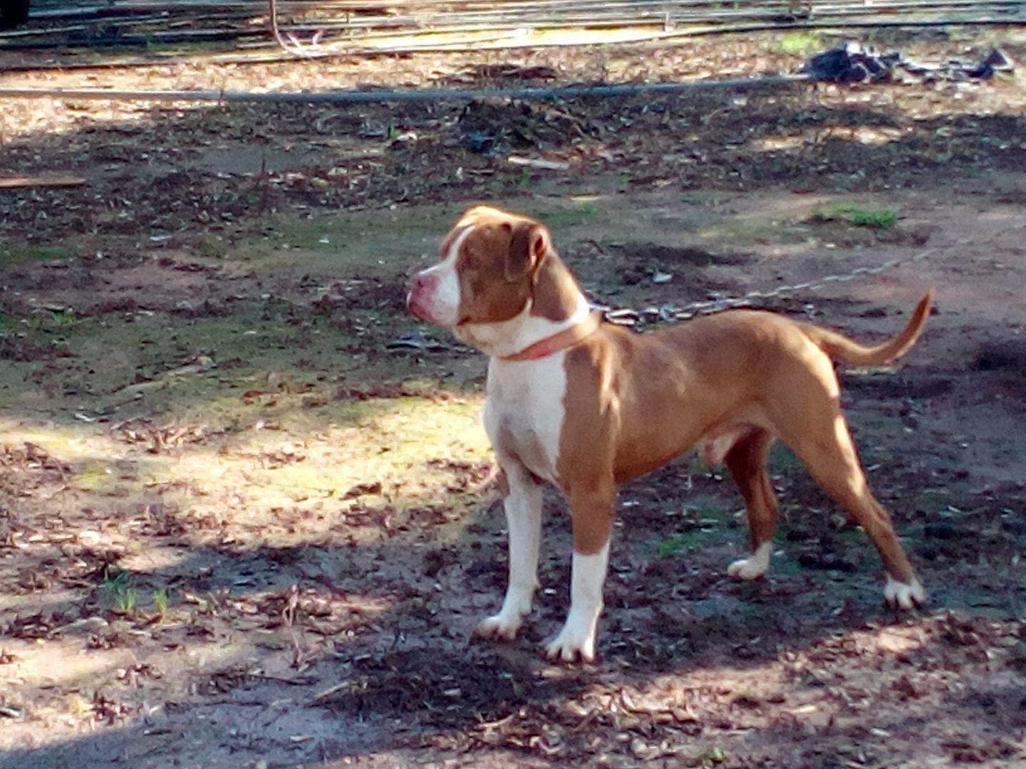 Read more about the article Χάθηκε ο Πλούτο στην περιοχή του Λαγκουβάρδου Τριφυλίας