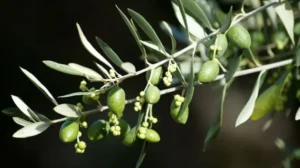 Read more about the article Ελαιόλαδο: Πρόωρη ανθοφορία των ελαιόδεντρων σε όλη τη Μεσόγειο – Τι λένε οι γεωπόνοι