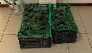 Read more about the article Μεσσήνη: Συνελήφθη 36χρονος για καλλιέργεια κάνναβης σε γλάστρες