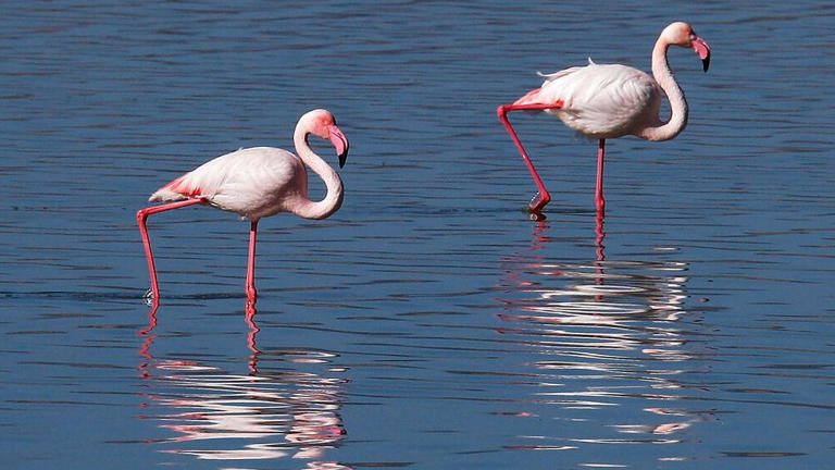 Read more about the article Παραλίες Αττικής: Μαγικό θέαμα με φλαμίνγκο σε Βουλιαγμένη και Αρτέμιδα (εικόνες)