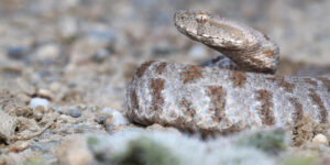 Read more about the article Πάτρα: Οχιά δάγκωσε δύο φορές 50χρονο