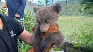 Read more about the article Ορφανό αρκουδάκι βρέθηκε σε αυλή σπιτιού στην Κοζάνη