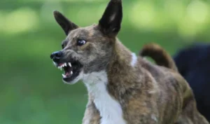 Read more about the article Φθιώτιδα: Αδέσποτο σκυλί επιτέθηκε σε 8χρονο κοριτσάκι