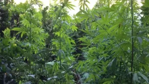 Read more about the article Πυλία: 54χρονος καλλιεργούσε πάνω από 100 φυτά κάνναβης