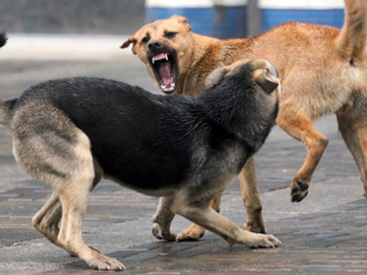 You are currently viewing Γαργαλιάνοι: Πρόταση του τοπικού συμβουλίου για 5 αδέσποτα σκυλιά που έχουν πραγματοποιήσει επιθέσεις