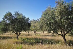 Read more about the article Ελαιόδεντρα: Παρατηρείται εικόνα …Αυγούστου από τις αρχές Ιουνίου