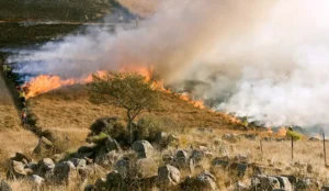 Read more about the article Αλιμάκι Τριφυλίας: Φωτιά σε πρώην ΧΑΔΑ