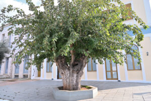 Read more about the article Ανυπότακτα Φιλιατρά: Καταστροφική μανία από Δήμο Τριφυλίας και περιφέρεια Πελοποννήσου