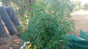 Read more about the article Μεσσήνη: Συνελήφθη 42χρονος για  δενδρύλλιο κάνναβης και… έλλειψη βόθρου