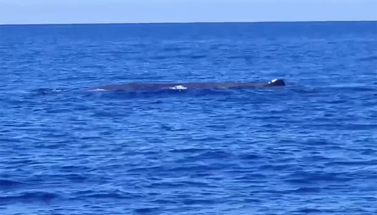 Read more about the article Φάλαινα φυσητήρας κάνει βουτιές δίπλα από ιστιοπλοϊκό μεταξύ Ζακύνθου και Πύλου (video)