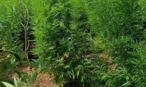 Read more about the article Πώς ξετρύπωσαν 135 χασισόδεντρα στη Μεσσήνη