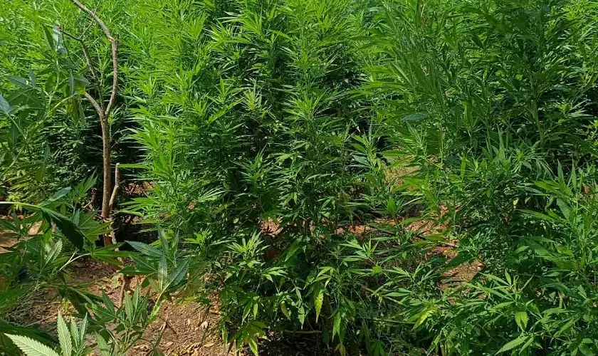 Read more about the article Πώς ξετρύπωσαν 135 χασισόδεντρα στη Μεσσήνη