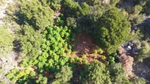 Read more about the article Καλαμάτα: Ανακαλύφθηκε “ορφανή” θητεία με 541 δενδρύλλια κάνναβης