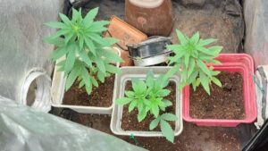 Read more about the article Πυλία: Καλλιεργούσε κάνναβη για καλλωπιστικό φυτό στις γλάστρες