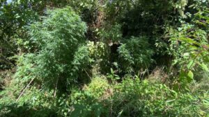 Read more about the article Τριφυλία: Εκριζώθηκε “Καβάτζα”με φυτεία κάνναβης