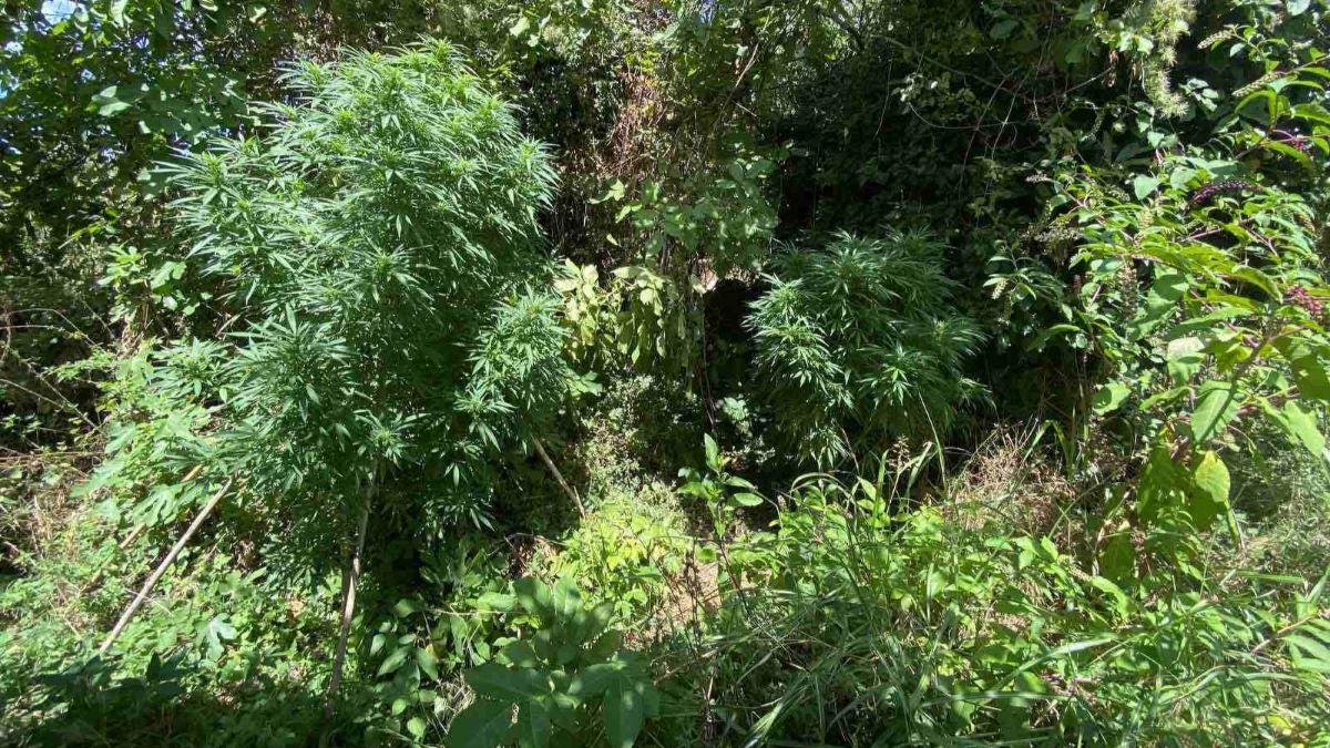 Read more about the article Τριφυλία: Εκριζώθηκε “Καβάτζα”με φυτεία κάνναβης