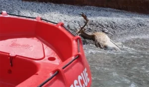 Read more about the article Καλαμάτα: Νεκρό ελάφι εντοπίστηκε να επιπλέει στη θάλασσα