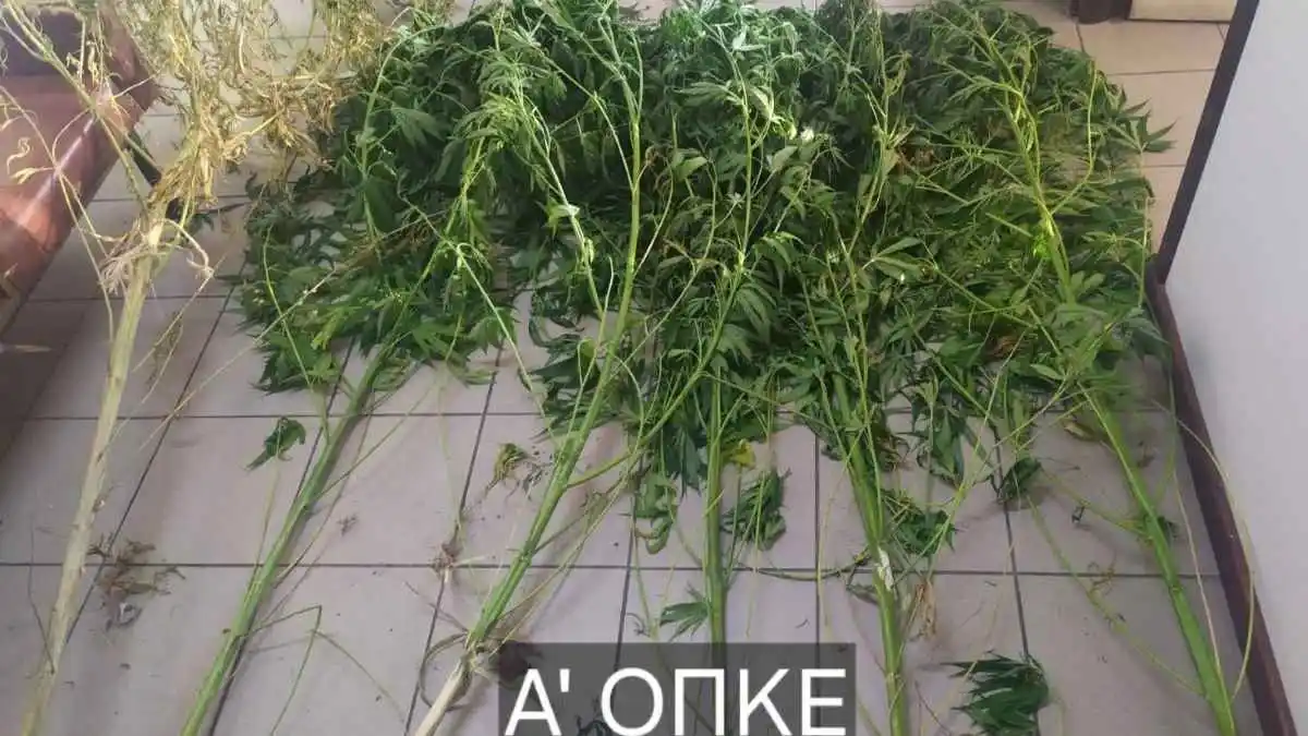 Read more about the article Πυλία: Συνελήφθη 42χρονος με φυτά κάνναβης που έφταναν τα 3 μέτρα
