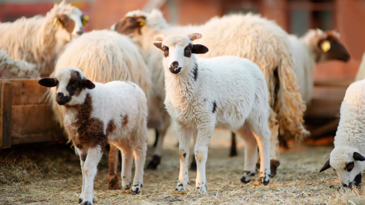 You are currently viewing Μελιγαλάς: Συνάντηση για την πανώλη των αιγοπροβάτων