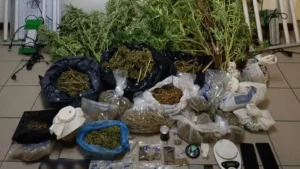 Read more about the article Πύλος: Διατηρούσαν εργαστήριο κάνναβης στο ίδιο τους το σπίτι