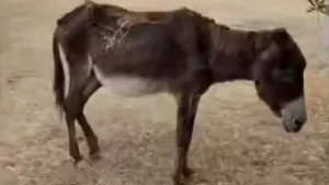 Read more about the article Καλαμάτα: Υποσιτισμένο γαϊδουράκι διέσωσε ο Φιλοζωικός Όμιλος