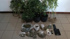 Read more about the article Τα 2 μέτρα έφταναν τα φυτά κάνναβης σε χωριό του Δήμου Πύλου – Νέστορος