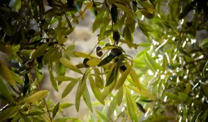 Read more about the article Μεσσηνία: Απώλειες έως και 80% στις ελαιοκαλλιέργειες λόγω ξηρασίας