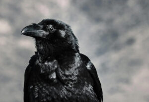 Read more about the article 17 χρόνια κρατούν κακία τα κοράκια σε ανθρώπους που αποτελούν απειλή