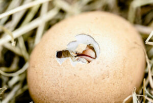 Read more about the article Λύθηκε ο αιώνιος γρίφος: Τελικά η κότα έκανε το αυγό ή το αυγό την κότα;