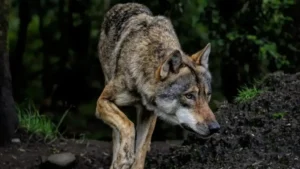 Read more about the article Επιδρομές λύκων απειλούν κατοίκους και κτηνοτροφία στον Ταΰγετο