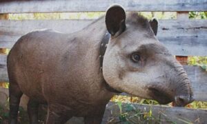 Read more about the article Εξαφανισμένο είδος θηλαστικού εμφανίστηκε πάλι μετά από 100 χρόνια