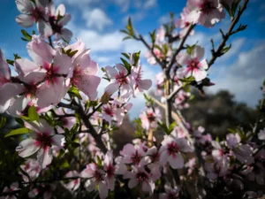 Read more about the article Καιρός: Η άνοιξη έρχεται για να μείνει, σύμφωνα με τους μετεωρολόγους