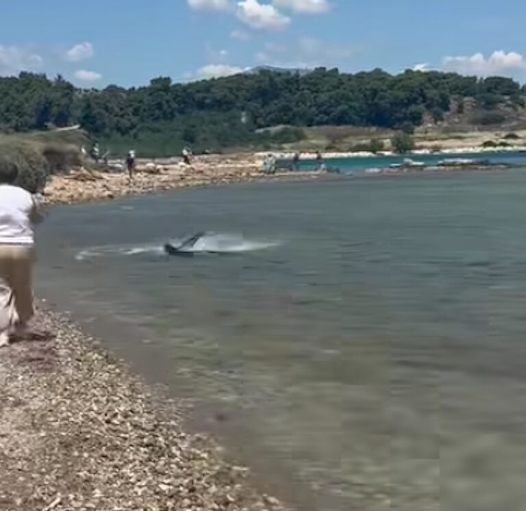 You are currently viewing Καρχαρίας στα ρηχά παραλίας στην Κόρινθο μπροστά σε κόσμο (video)